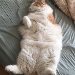 Meet your Posher, Maggie